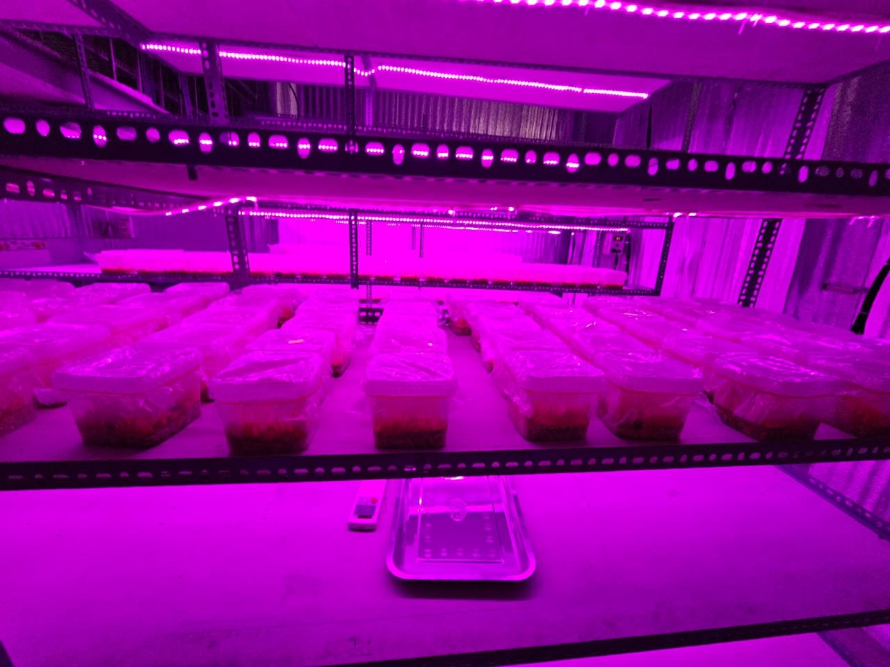 Hydroponic Growing System