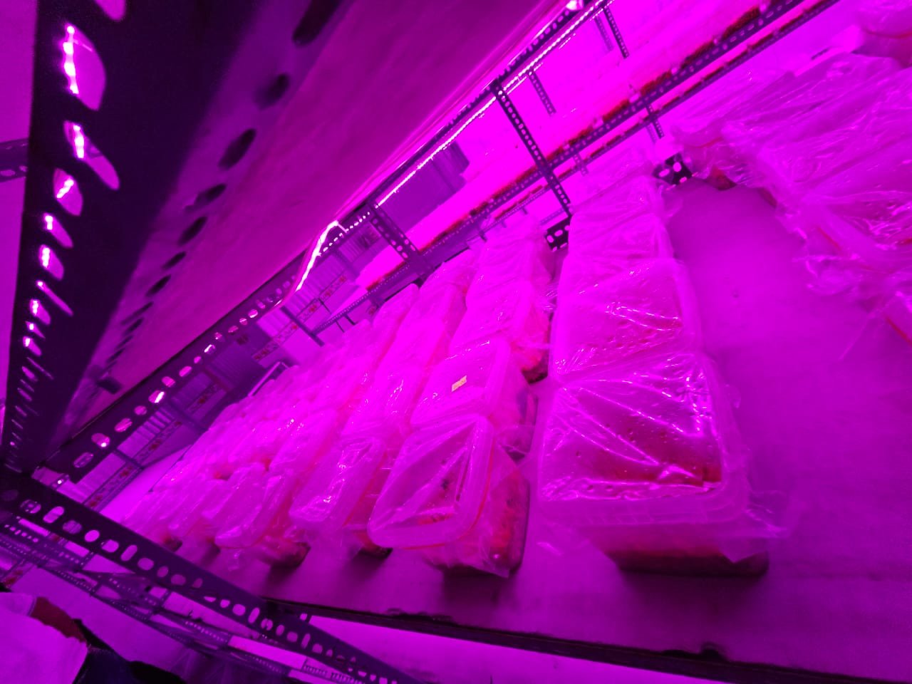 LED Grow Lights System