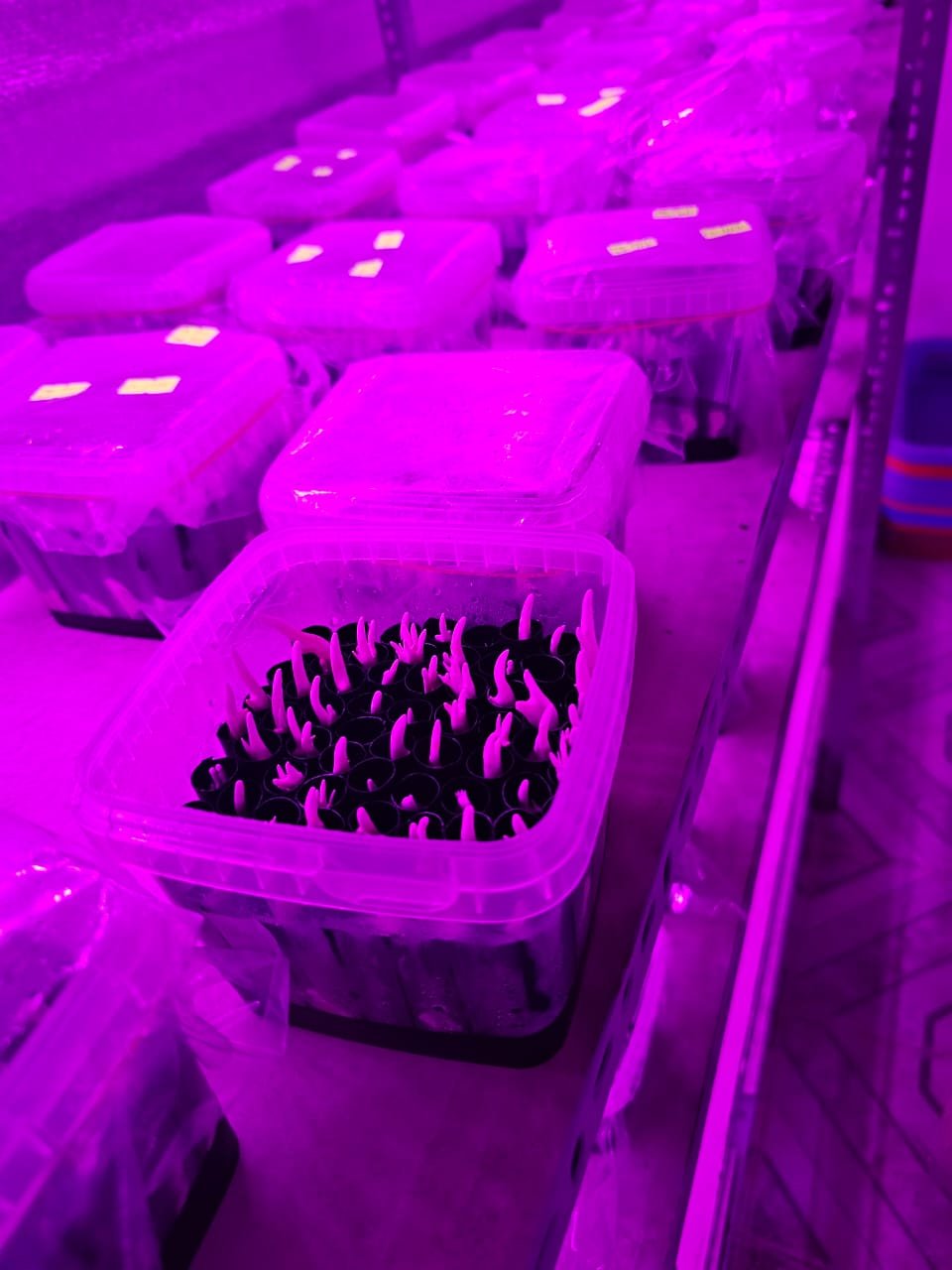 Automated Growing Systems