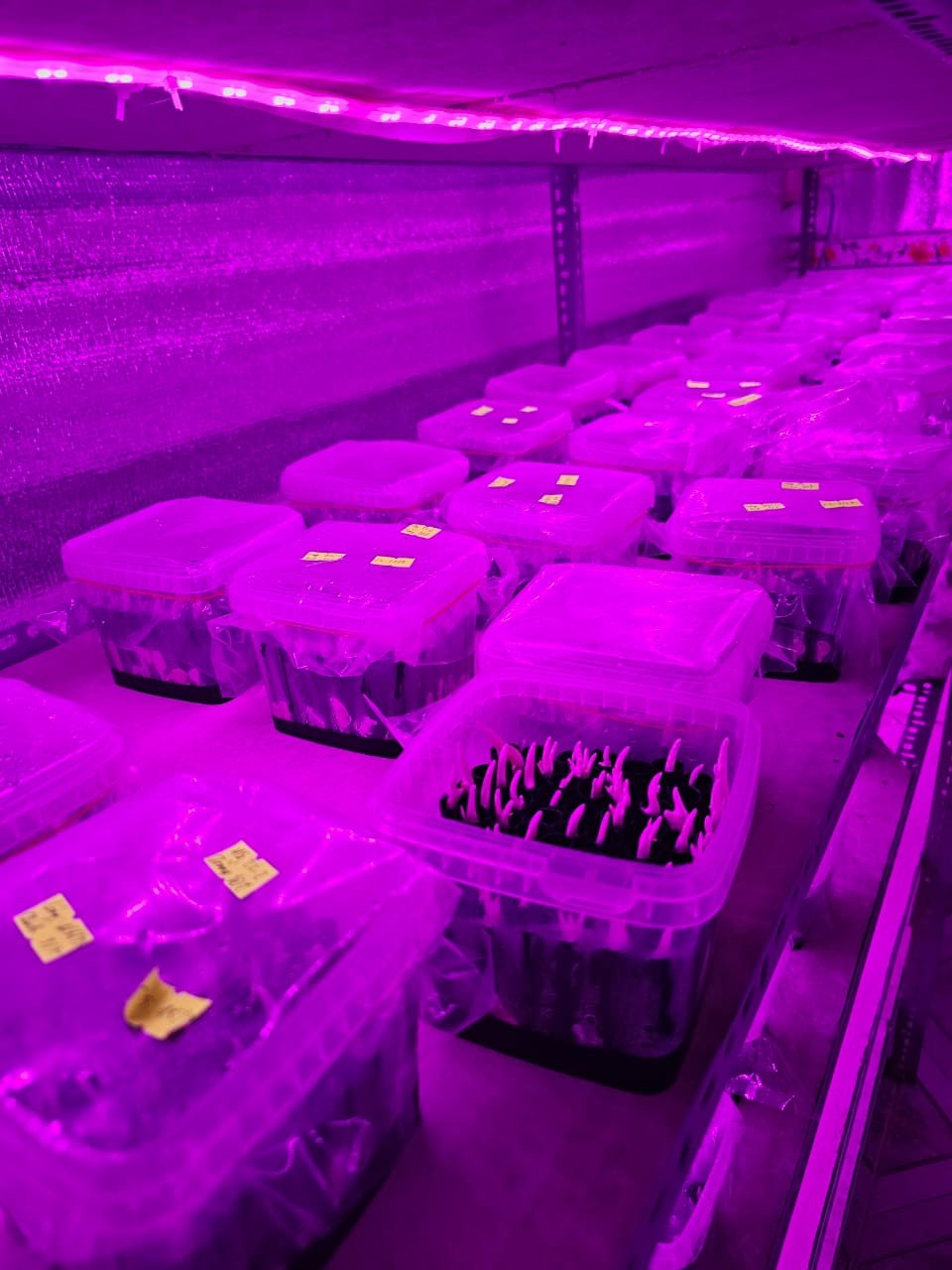 Vertical Farming Setup